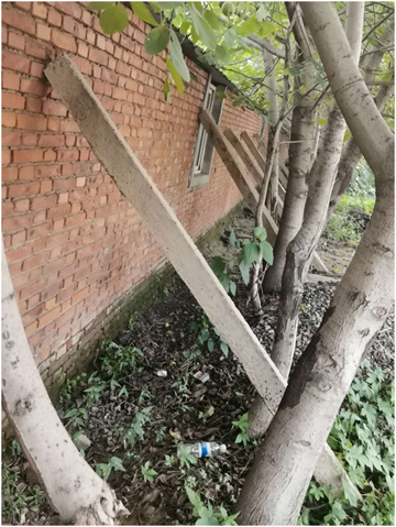 鐵礦晝夜放炮且將地下采空致一養豬場報廢