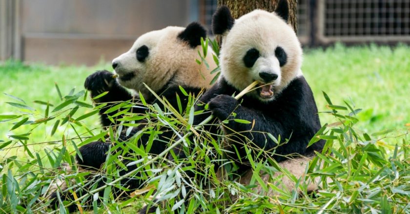 熊貓歸來！「寶力」和「青寶」即將抵達華盛頓國家動物園
