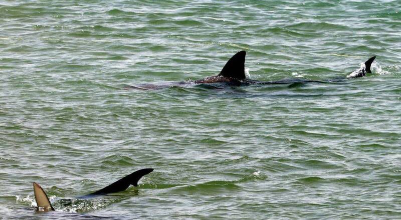 今年第2起案例 佛州冲浪者遭鲨鱼攻击