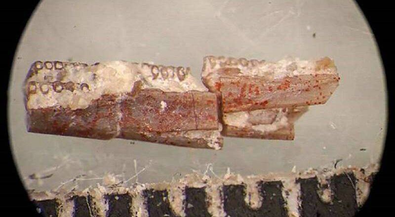 科學家發現2億年前新翼龍物種 命名「灰翼黎明女神」