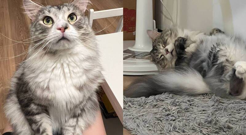 怒控貓咪遭「錯誤醫療致死」求償20萬 飼主提告動物醫院院長吞敗