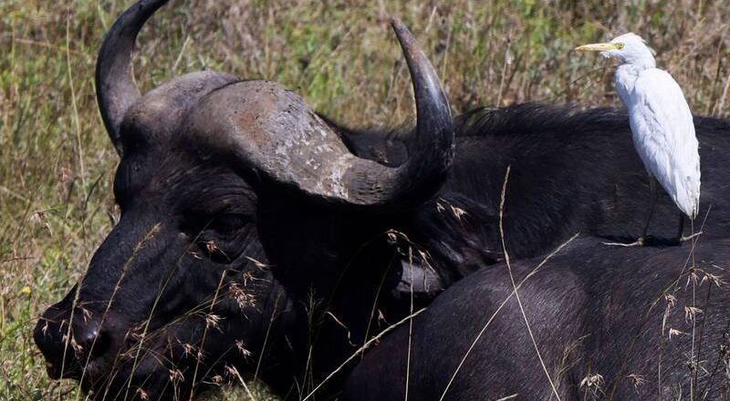 驚悚悲劇！剛從拍賣會帶回2頭水牛 美農夫慘遭攻擊身亡