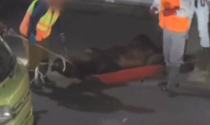 北海道咬死送報員棕熊被射殺 DNA比對揭4年前就曾「犯案」