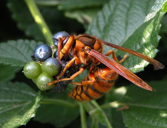 日本北海道公园惊传蜂群出没 17人遭螫伤