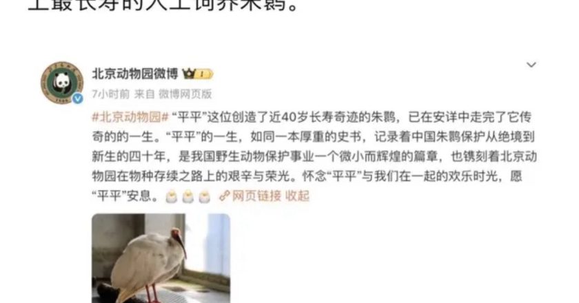 平平，一路走好！