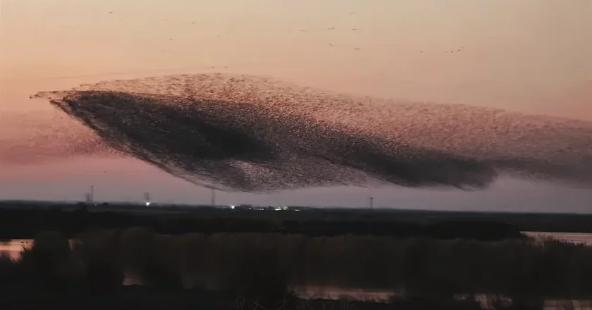山東東營黃河口成「鳥類國際機場」 網友拍下「鳥浪化鯤」