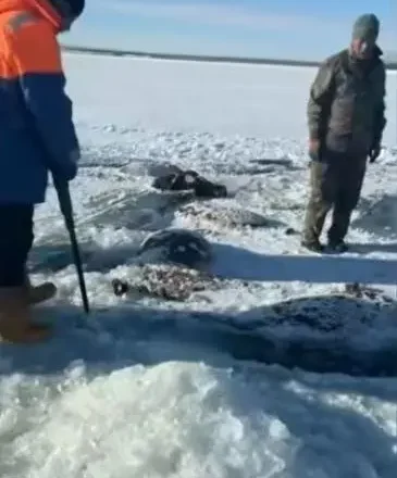 水庫冰面下發現13匹冰凍馬 主人:均為放養無保險