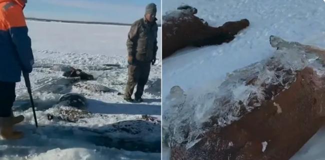 離奇一幕：黑龍江13匹馬集體被水庫冰封死亡