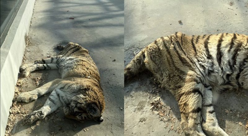 天津一動物園老虎「餓得皮包骨」？園方回應：「虎奶奶」老了