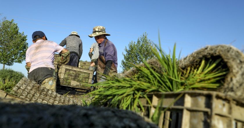 遼寧新規給農民評職稱  網友怒批